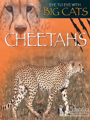 cover image of Cheetahs